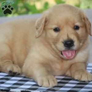 Koy, Golden Retriever Puppy